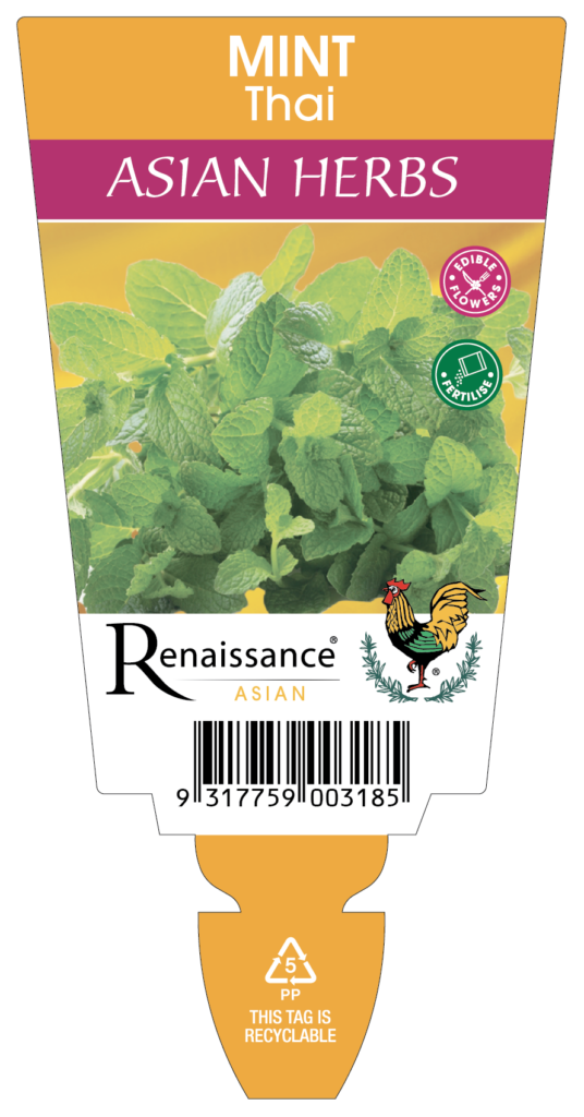 Mint Thai Renaissance Herbs