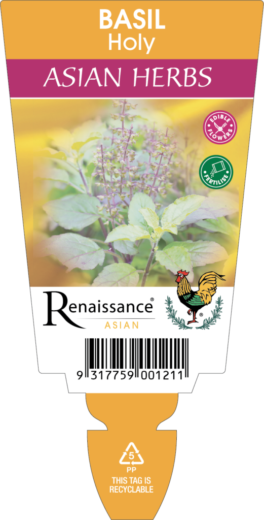 Basil Holy Renaissance Herbs