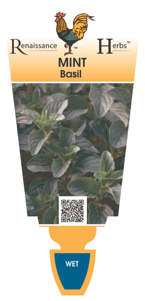 Mint Basil Renaissance Herbs