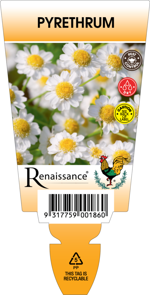 Pyrethrum – Renaissance Herbs