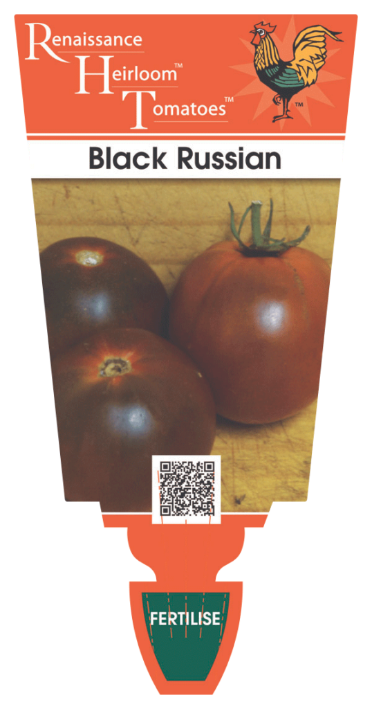 Tomato Black Russian -Heirloom – Renaissance Herbs