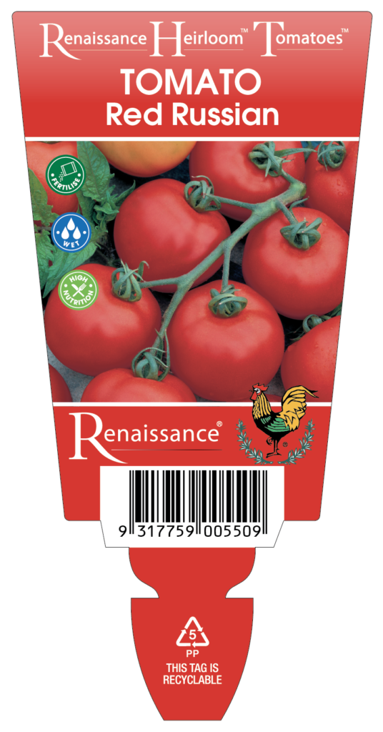 【専用】tomatomato 　レキシ Tomato Heirloom 'Red Russian' – Renaissance Herbs