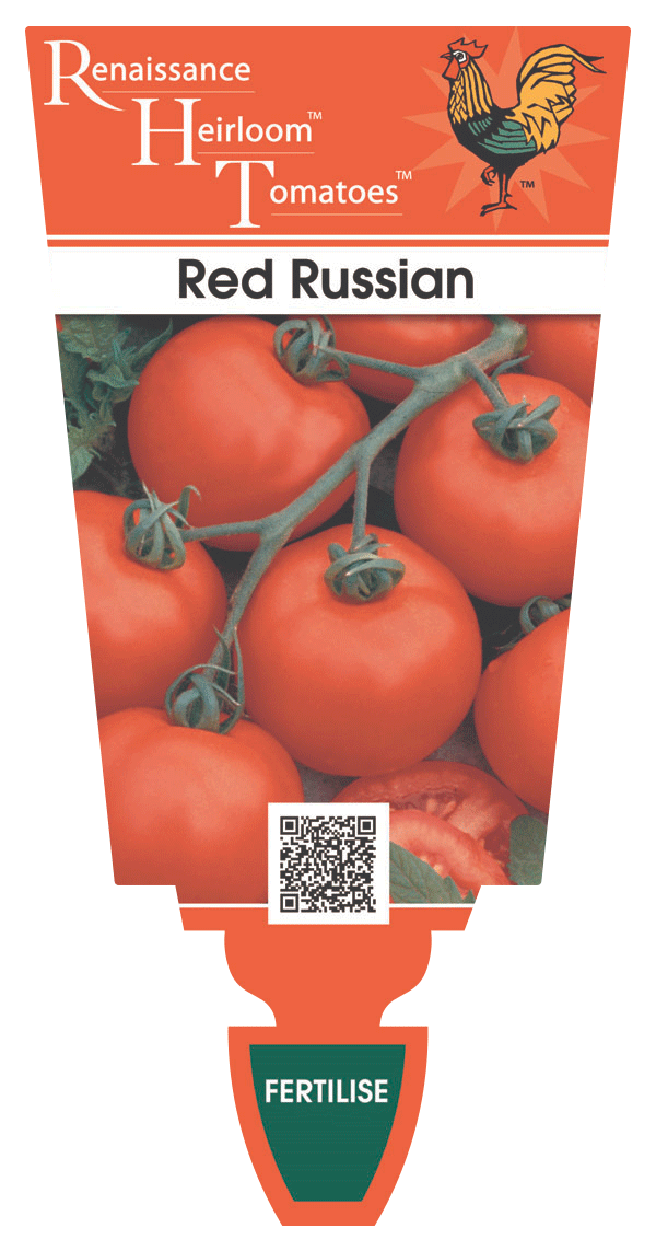 Tomato Heirloom 'Red – Renaissance Herbs