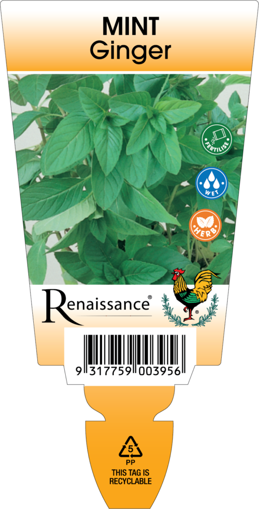Mints – Page 2 – Renaissance Herbs