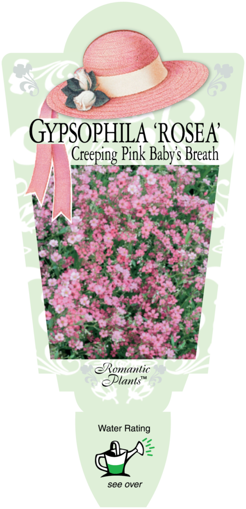 Gypsophila Rosea Creeping Pink Babys Breath Renaissance Herbs