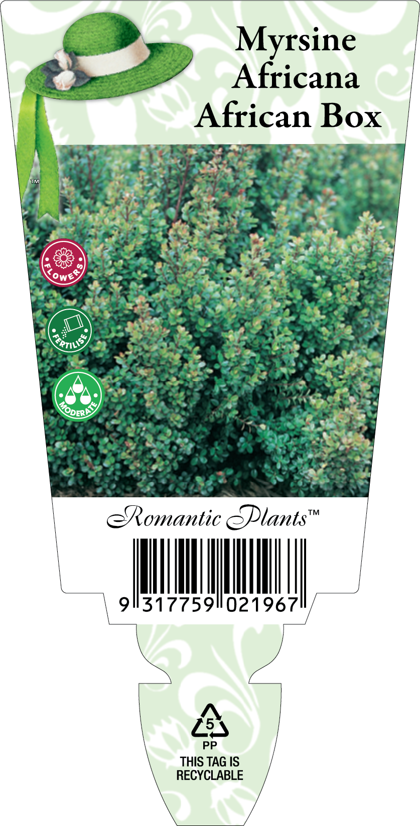 Myrsine Africana African Renaissance Herbs
