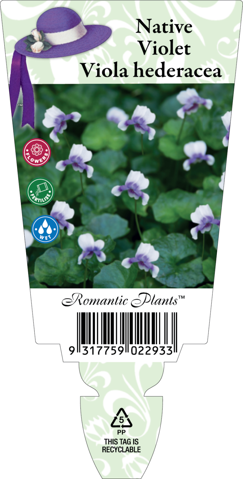 Native Viola Viola Native Hederacea – Renaissance Herbs
